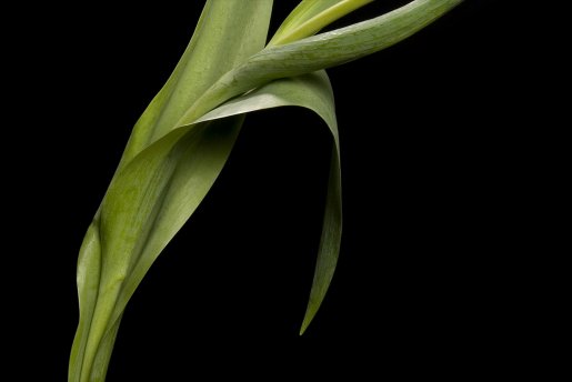 Plant-Stem_1280x854.jpg
