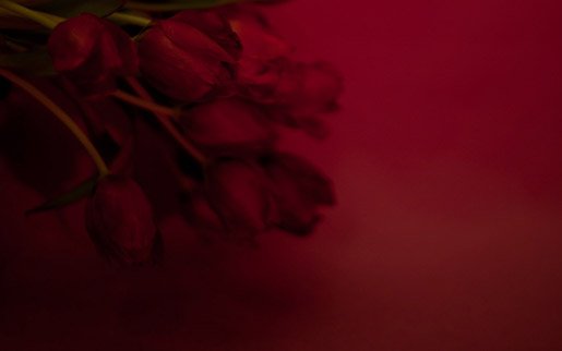 RedTulips_1280x800.jpg