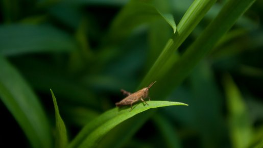 grassshade-1366.jpg