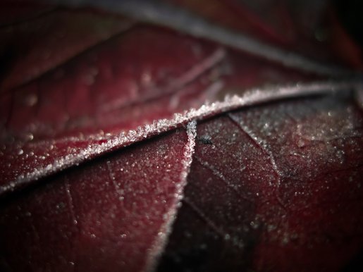 red_cold_by_baspunk.jpg