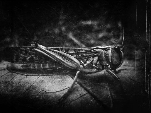 the_locust_by_baspunk-d3h12c0.jpg