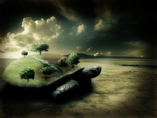 turtle.jpg