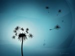 dandelion_1600x1200.jpg
