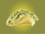 lizard_1024x768_by_gbL078.jpg