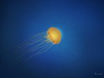 vladstudio_jellyfish_1600x1200.jpg