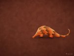 vladstudio_precise_pangolin_1280x1024_signed.jpeg