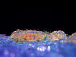 Jelly