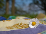 Margarita II