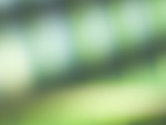 Green Dream