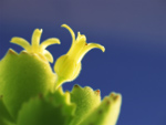 Succulent Bloom