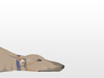 The Dog