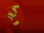 Amaryllis