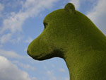 GreenBear