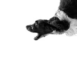 Hippi the flying dog
