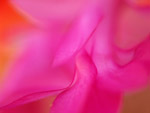 Cactus Flower