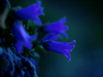 Gentian