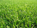 Fresh Grass