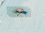 Bugslife