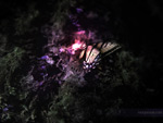Flutterby