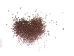 Seeds
