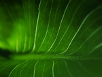 A Leaf