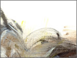 Paint